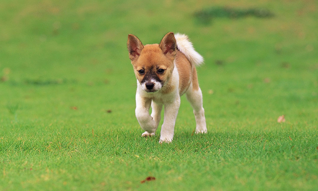 中山叮叮宠物商业计划书案例